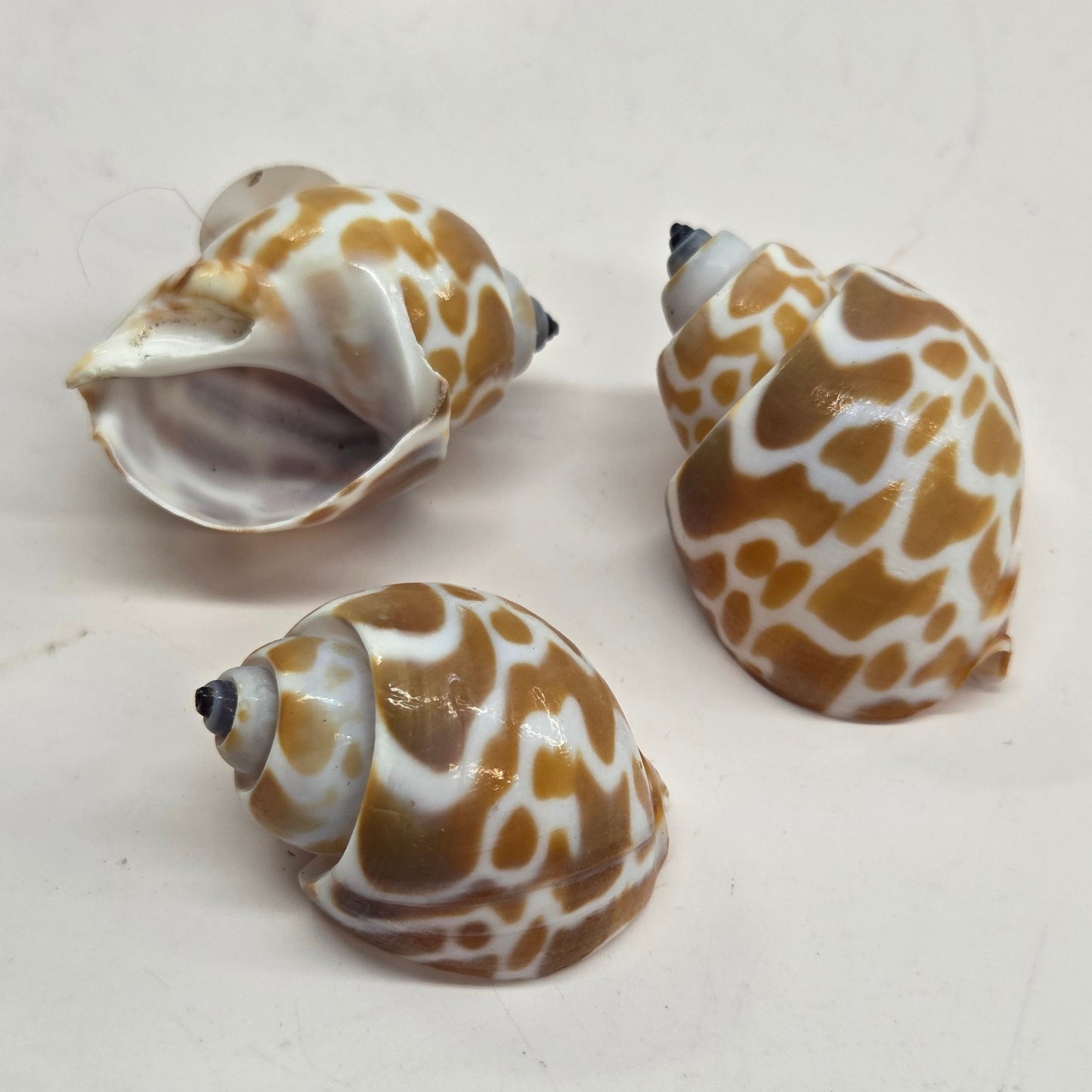 Three spiral seashells with a brown and white spotted pattern, arranged on a plain off-white surface.