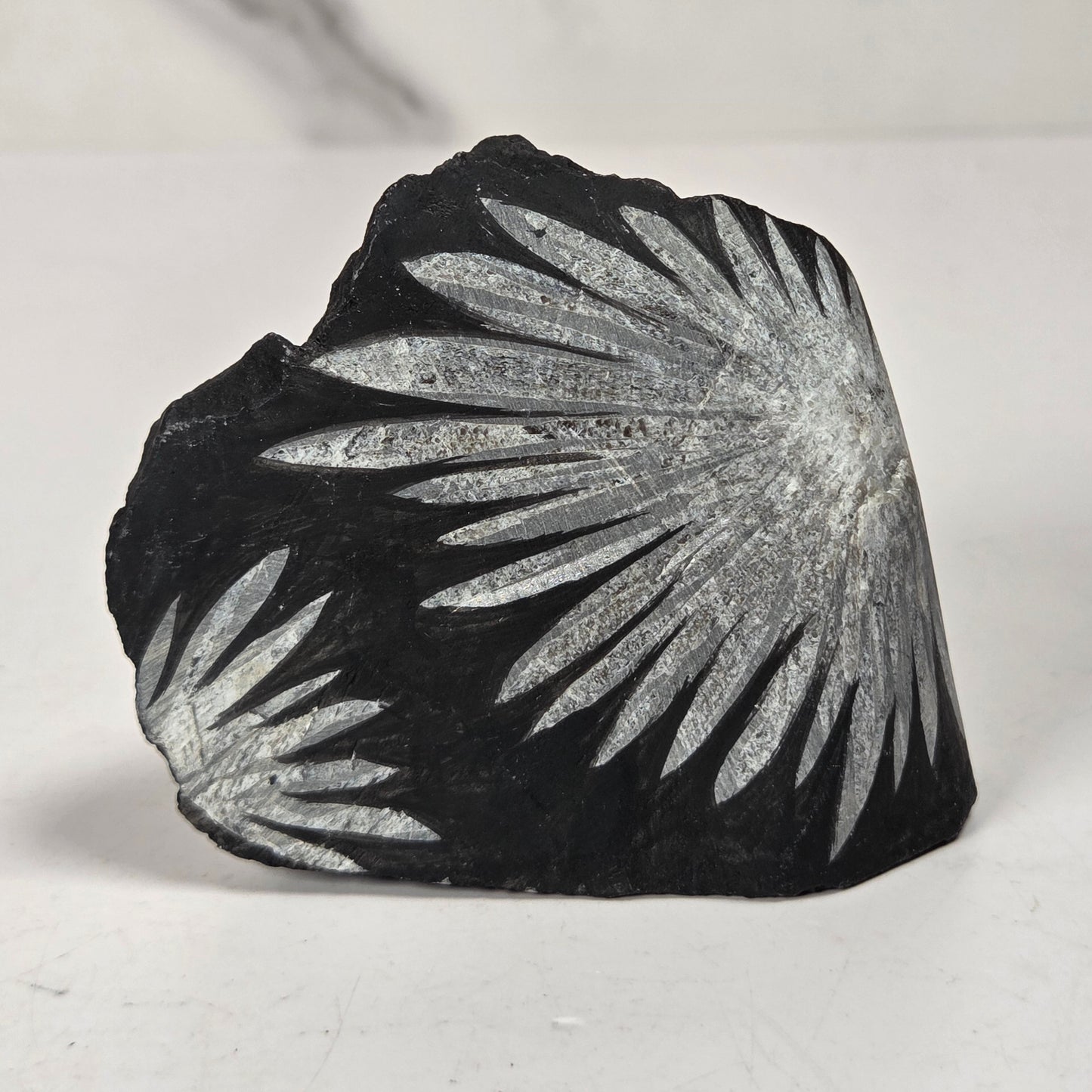 A natural black stone or mineral specimen with a prominent silver-gray sunburst or fern-like crystalline pattern, photographed on a light gray surface.