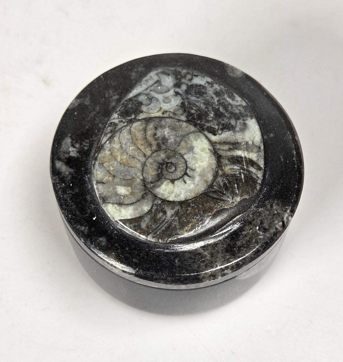 Orthocerus fossil formation trinket box against a white background