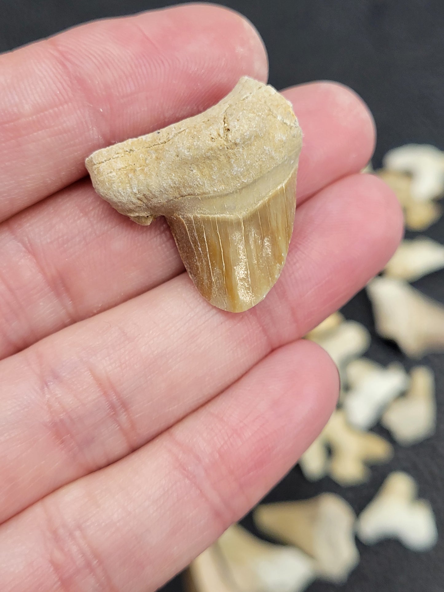 Shark teeth