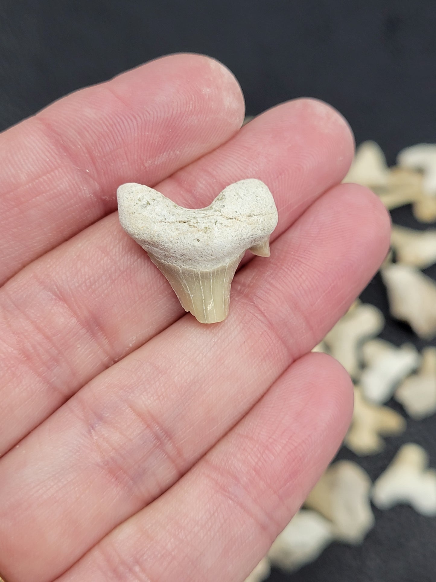 Shark teeth