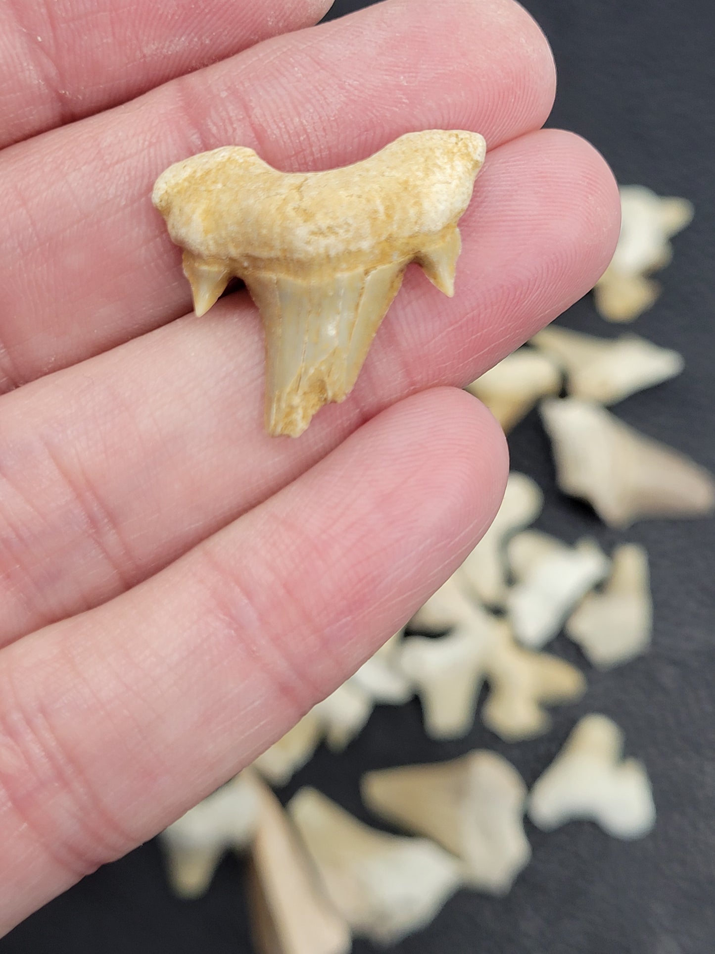 Shark teeth