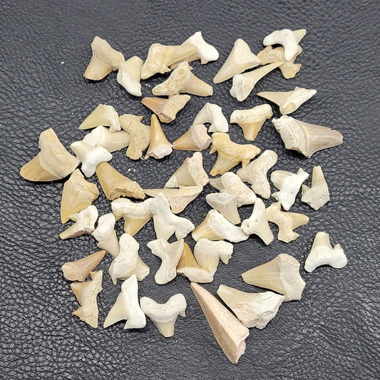 Shark teeth