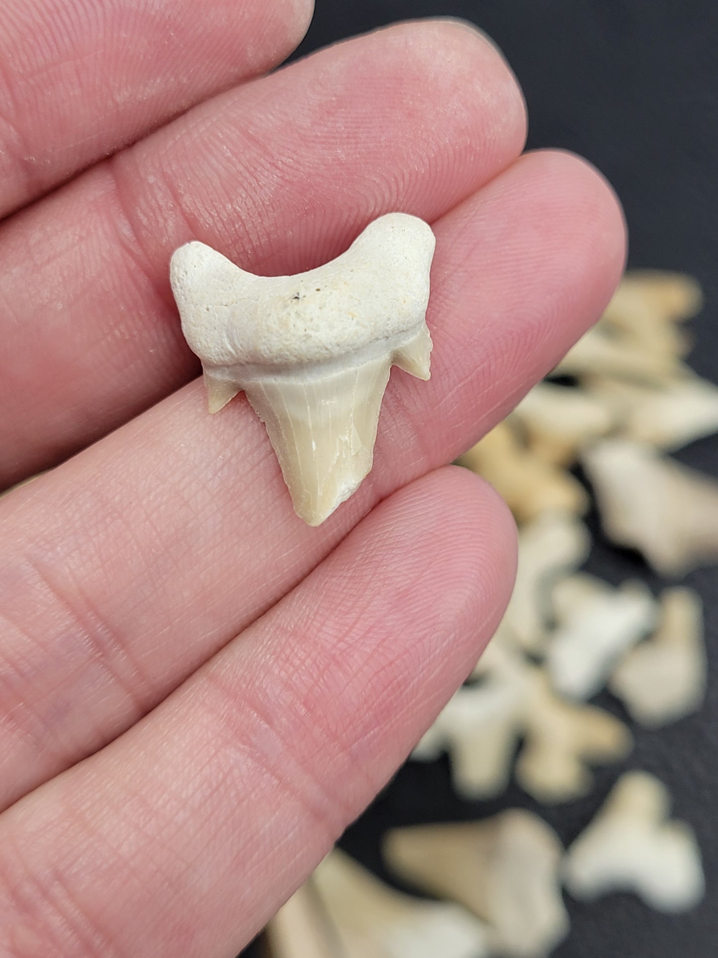 Shark teeth