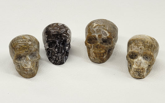 Fossil Coral skulls