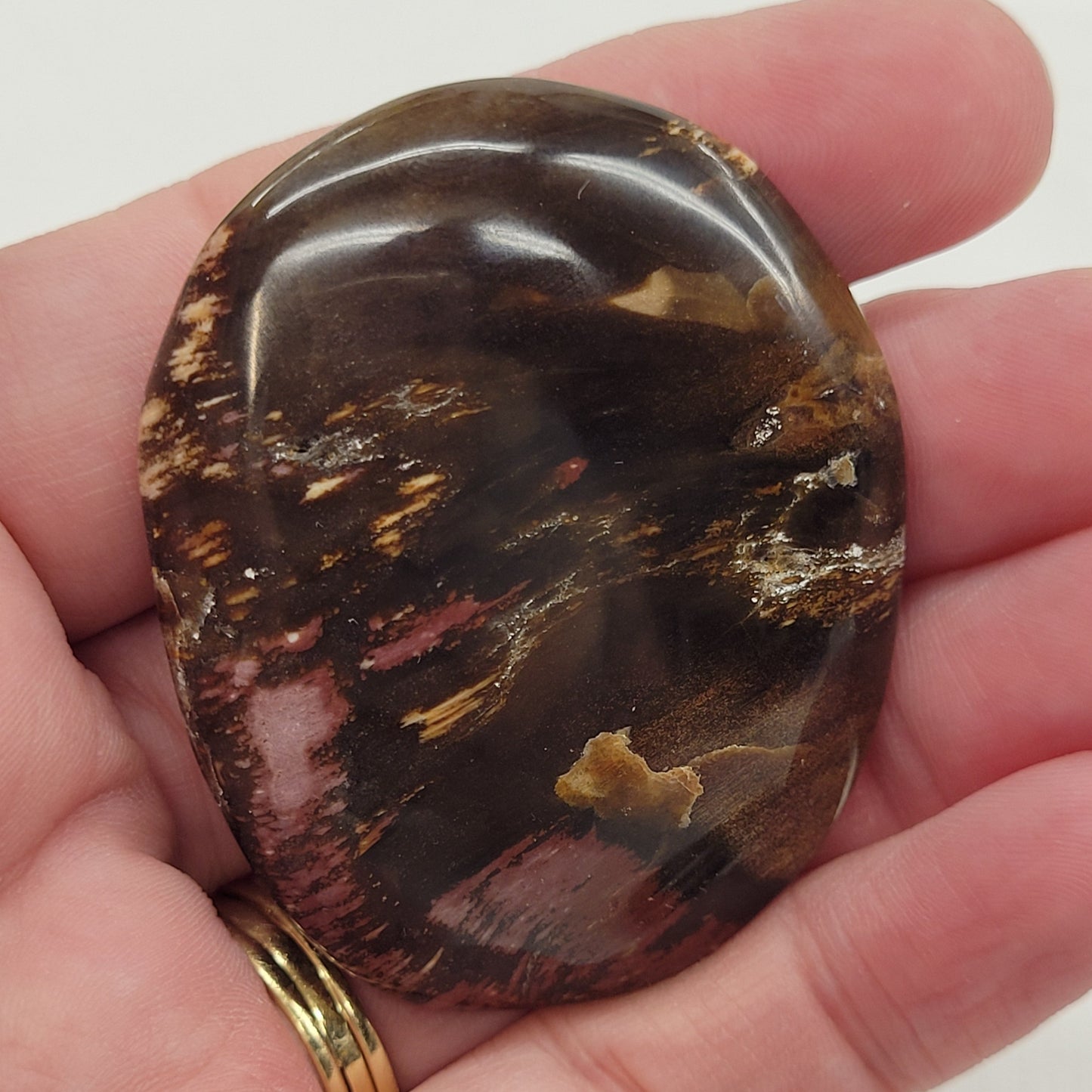 Palm - Petrified Wood