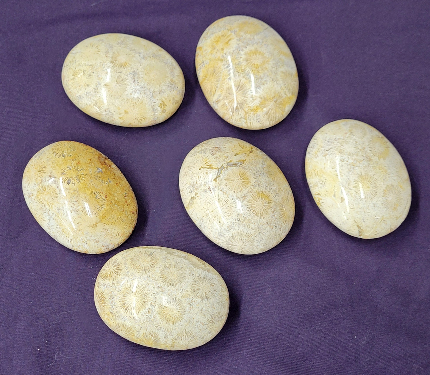 Palm - Fossil Coral