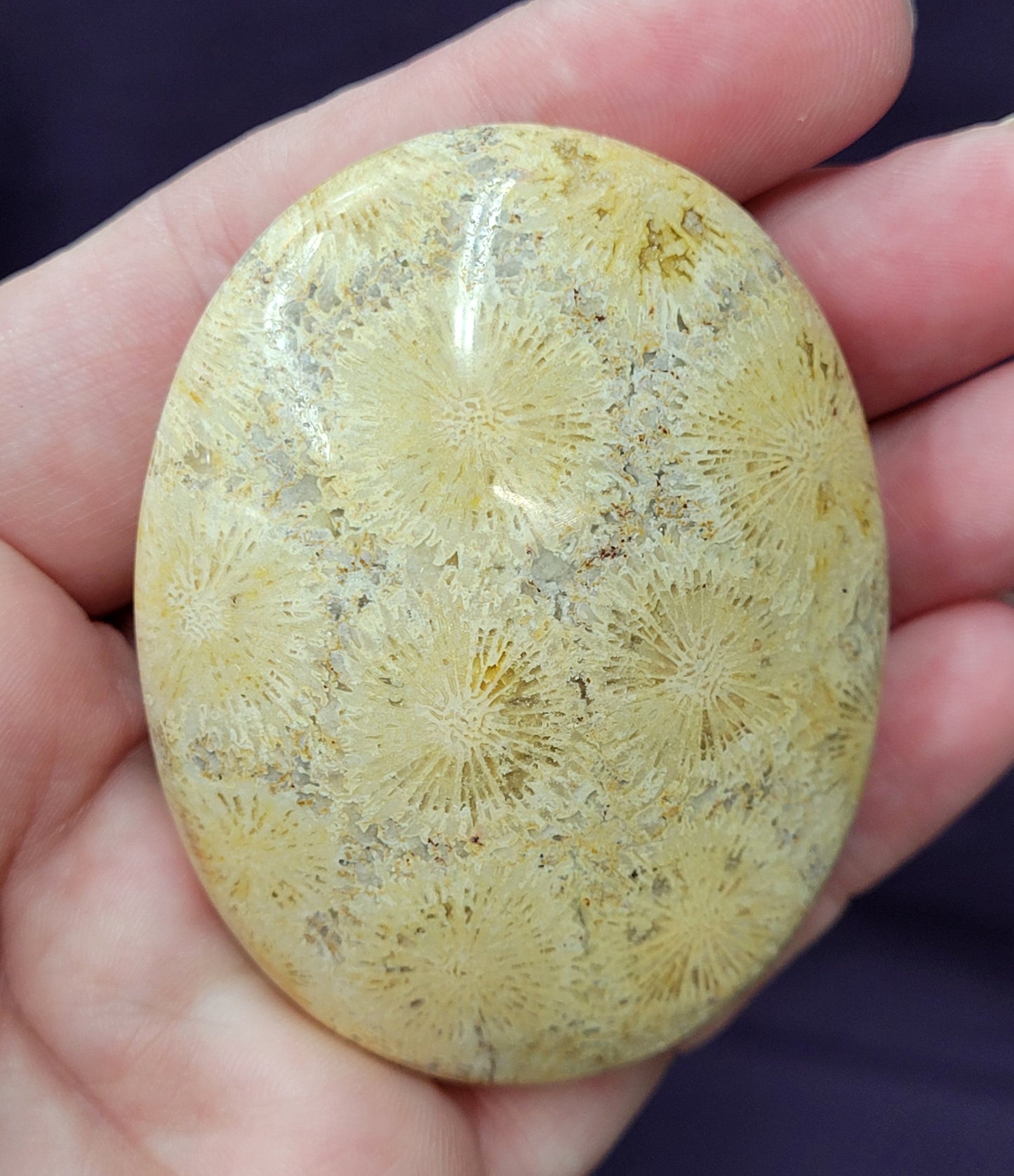 Palm - Fossil Coral