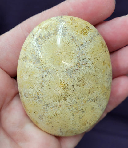 Palm - Fossil Coral