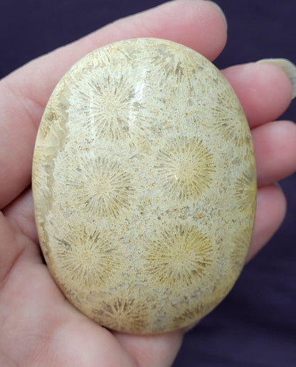 Palm - Fossil Coral