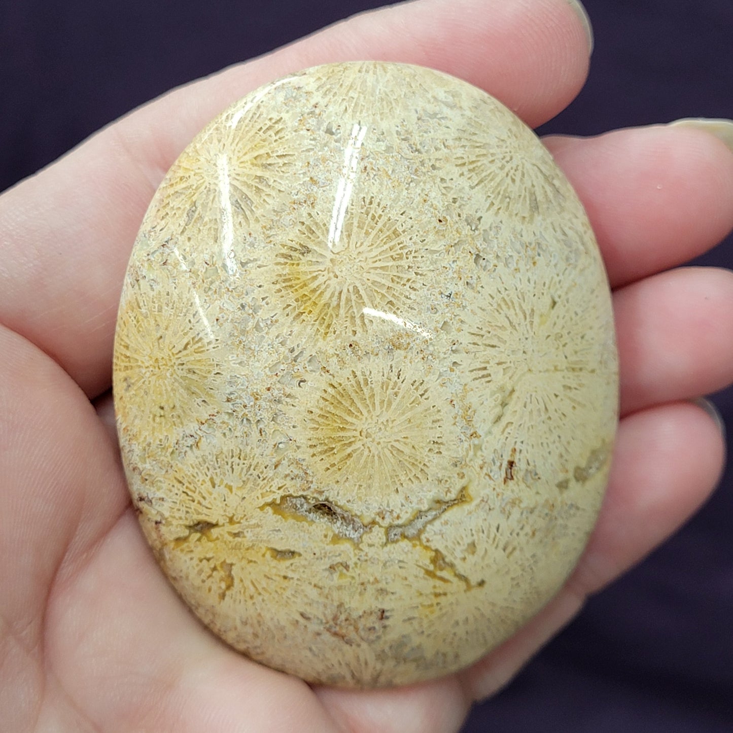 Palm - Fossil Coral