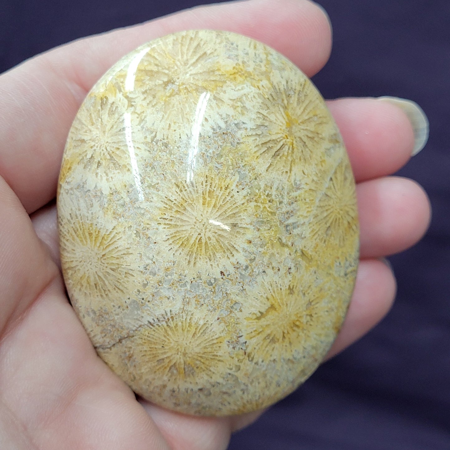 Palm - Fossil Coral