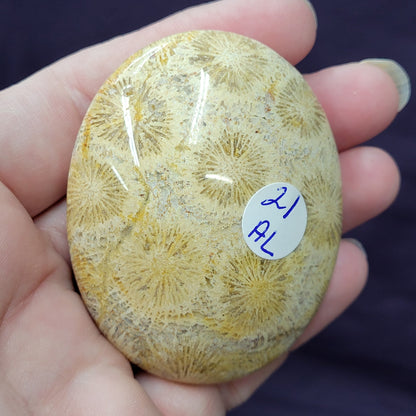 Palm - Fossil Coral