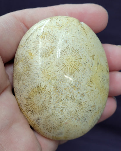 Palm - Fossil Coral