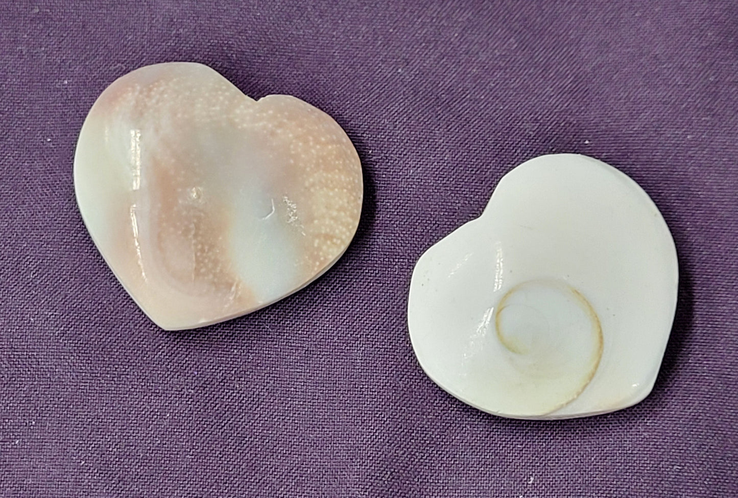 Shiva shell heart