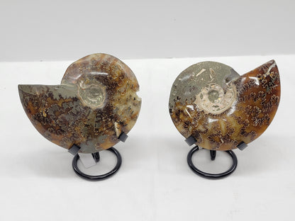 Ammonite fossil (medium/large)