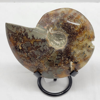 Ammonite fossil (medium/large)