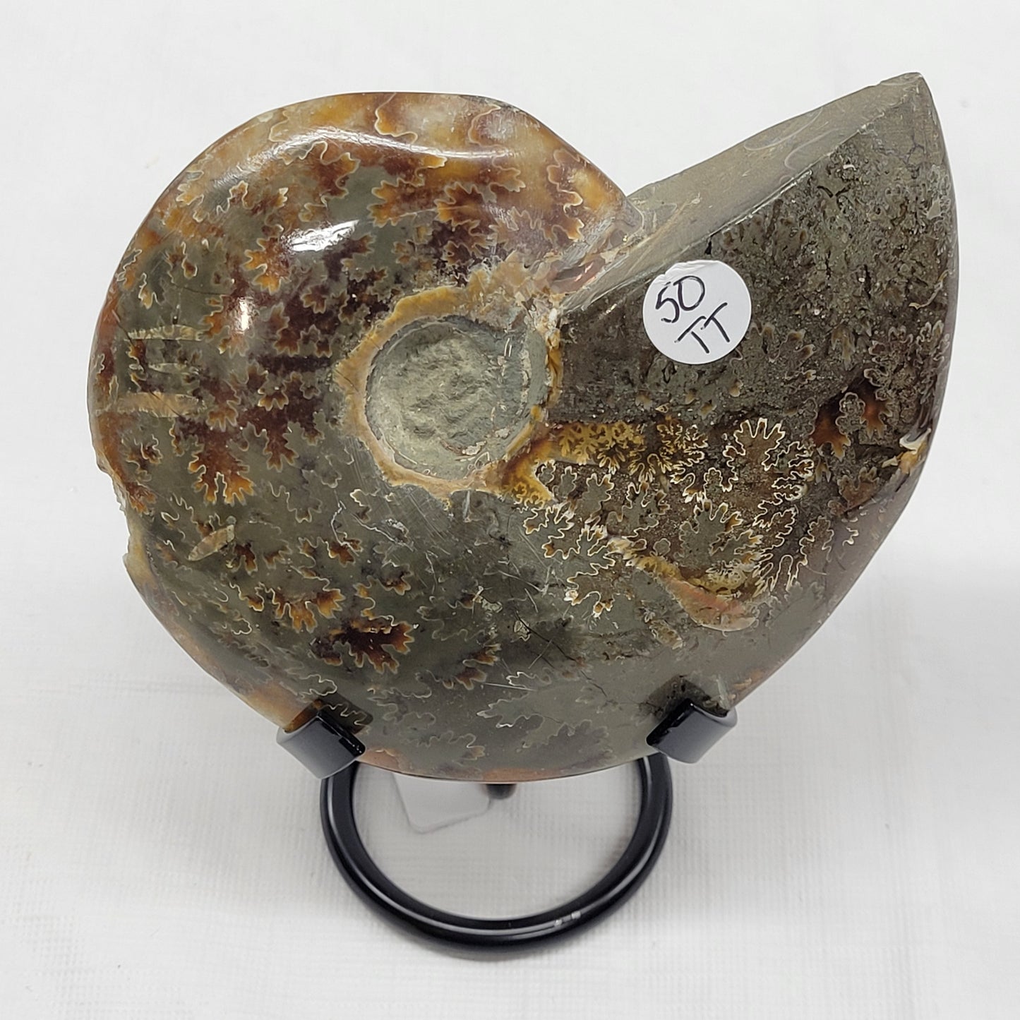 Ammonite fossil