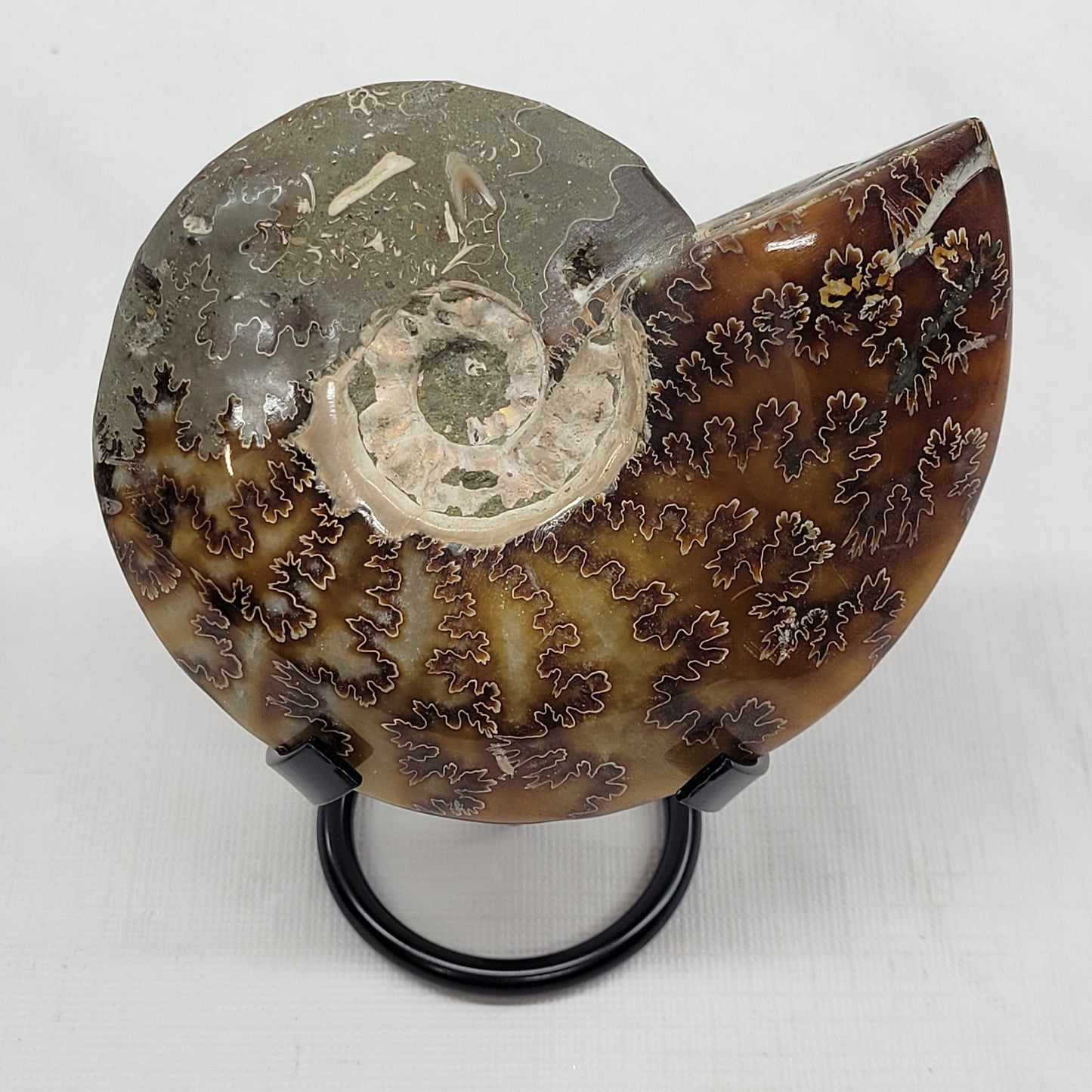 Ammonite fossil