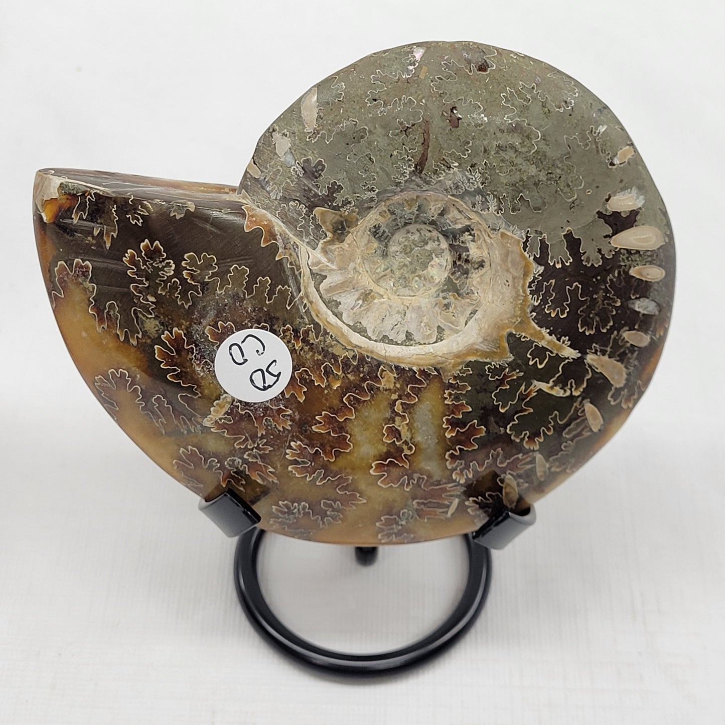 Ammonite fossil (medium/large)