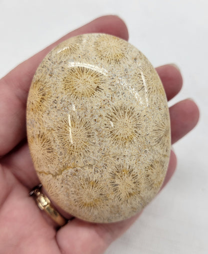 Palm - Fossil Coral