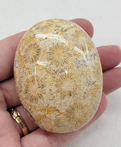 Palm - Fossil Coral