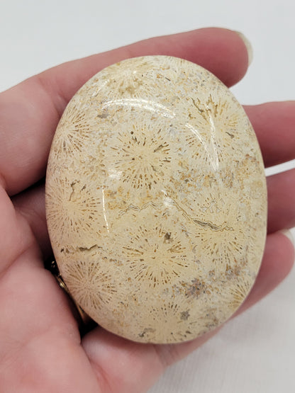 Palm - Fossil Coral