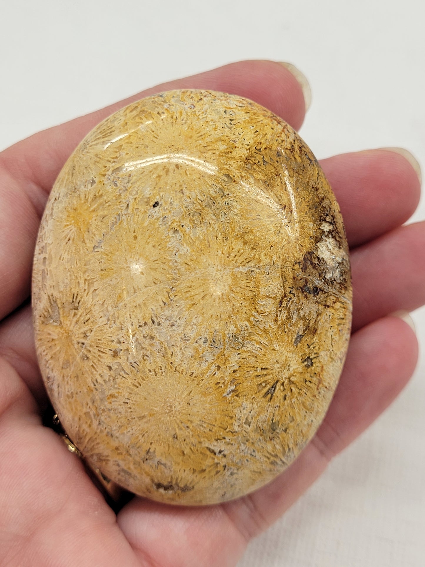 Palm - Fossil Coral