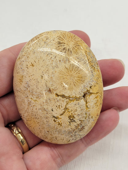 Palm - Fossil Coral