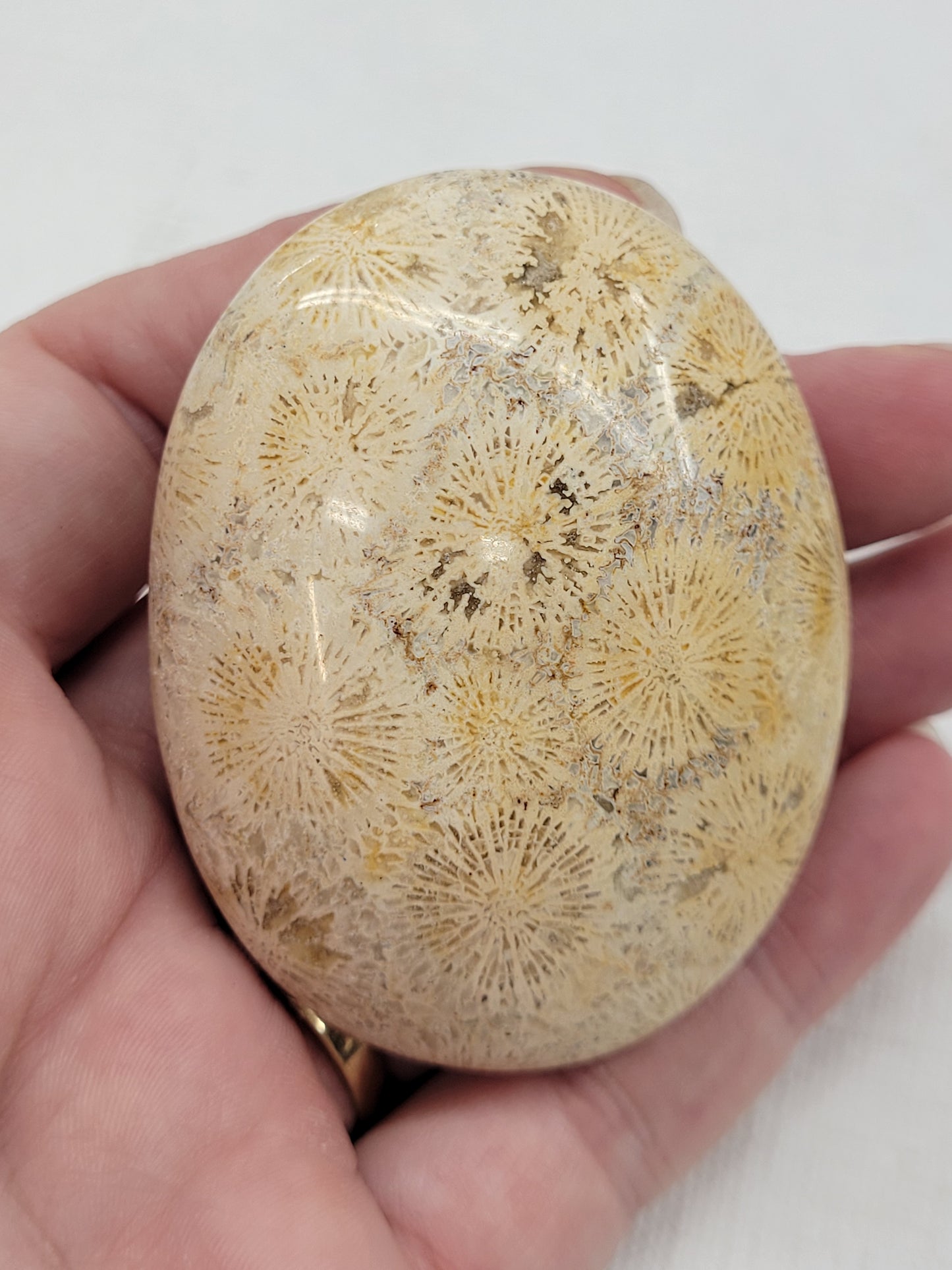 Palm - Fossil Coral