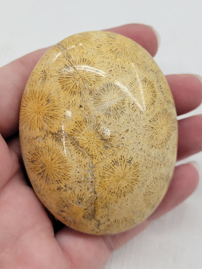 Palm - Fossil Coral