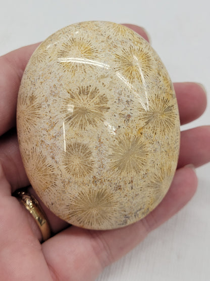 Palm - Fossil Coral