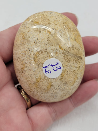 Palm - Fossil Coral