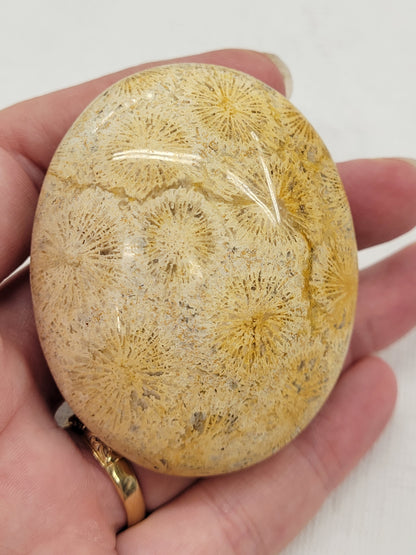 Palm - Fossil Coral