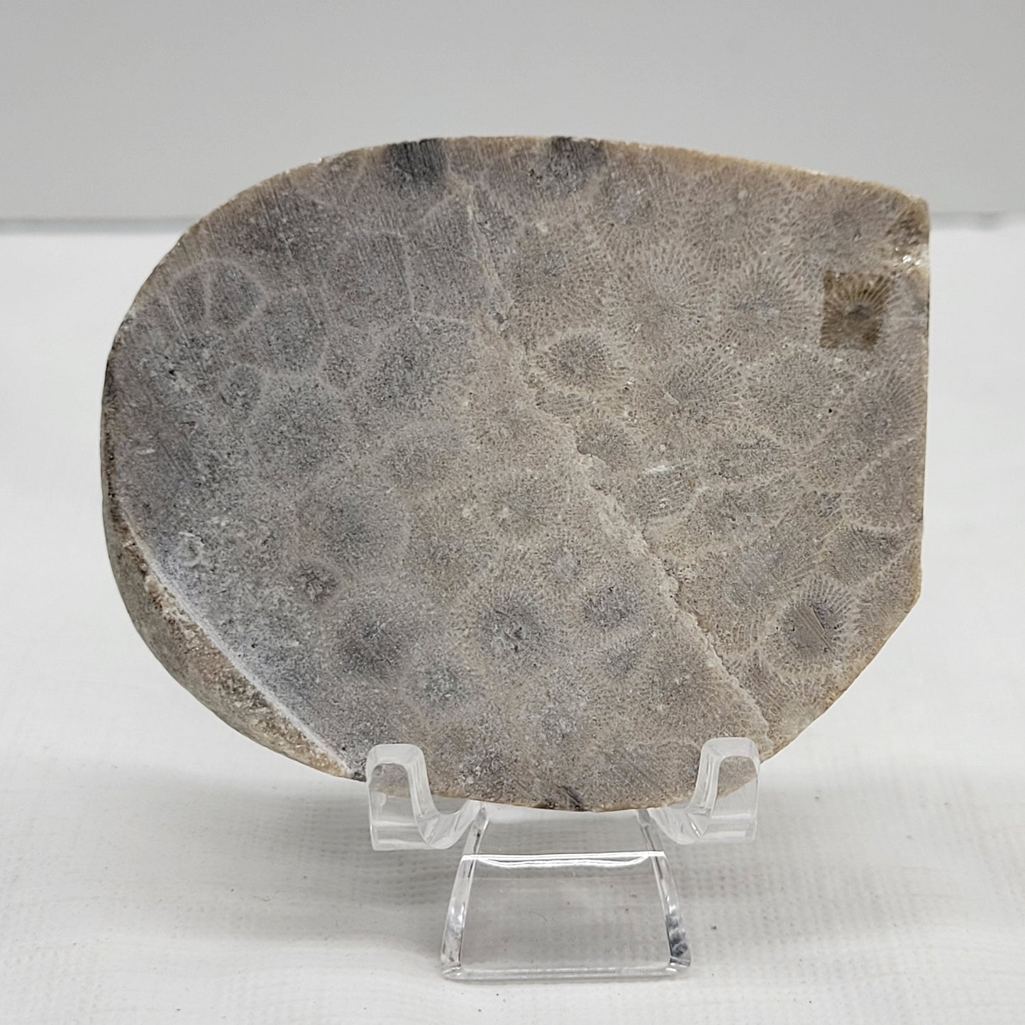 Petoskey Stone fossil