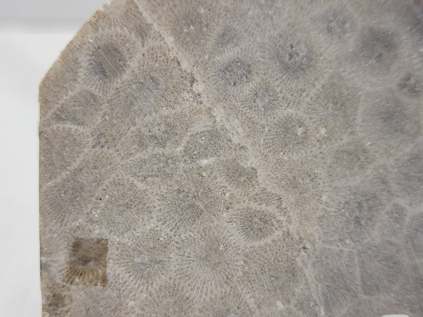 Petoskey Stone fossil