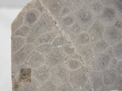 Petoskey Stone fossil