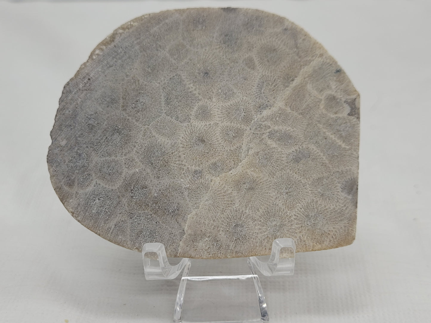 Petoskey Stone fossil