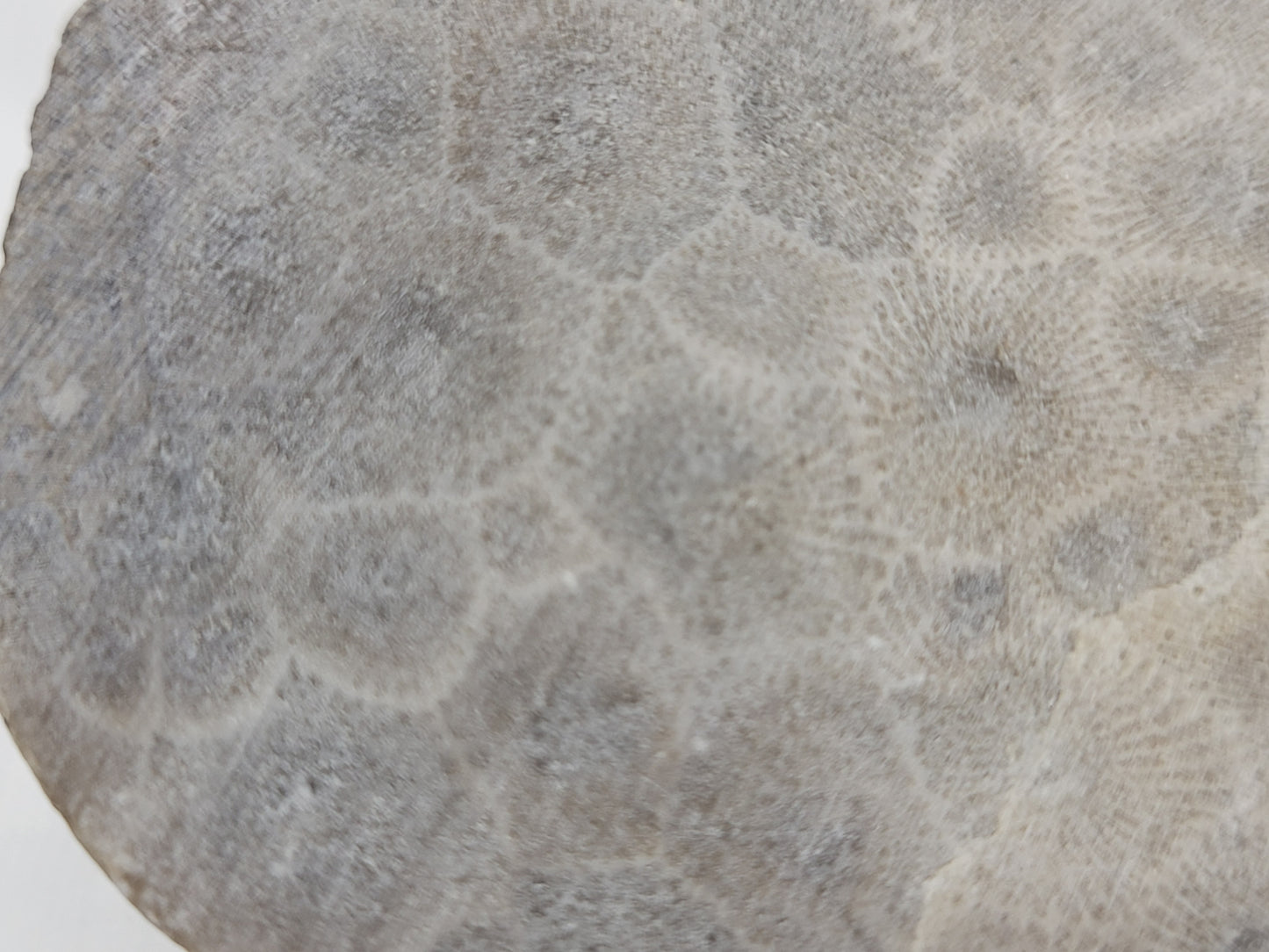 Petoskey Stone fossil