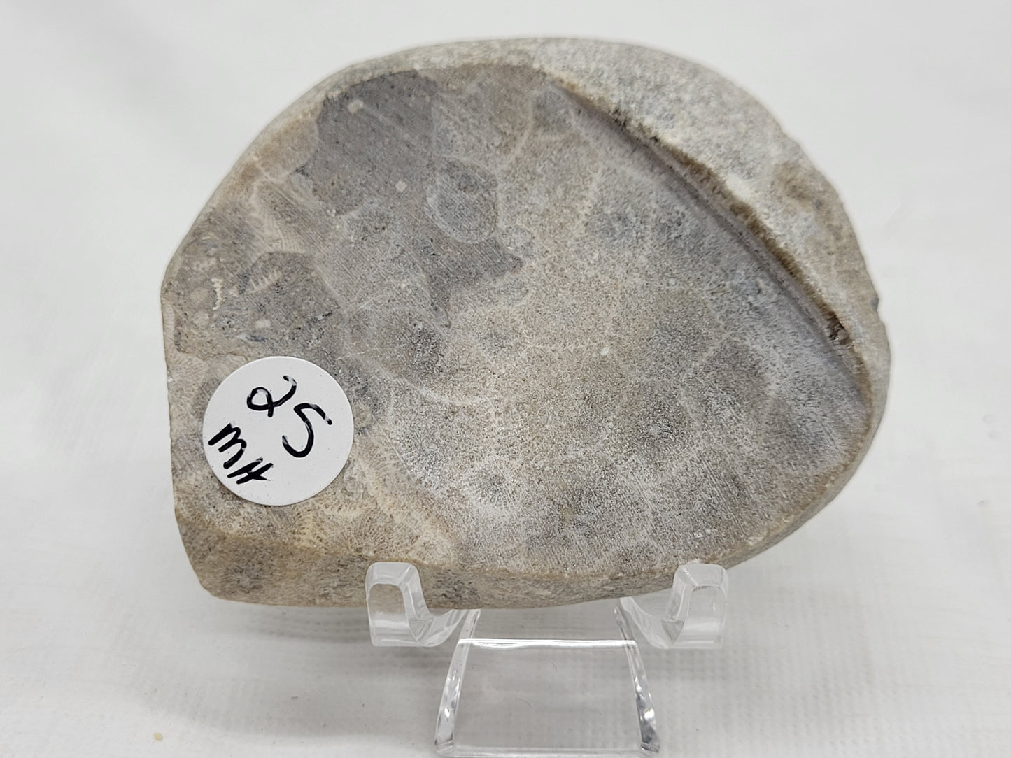 Petoskey Stone fossil