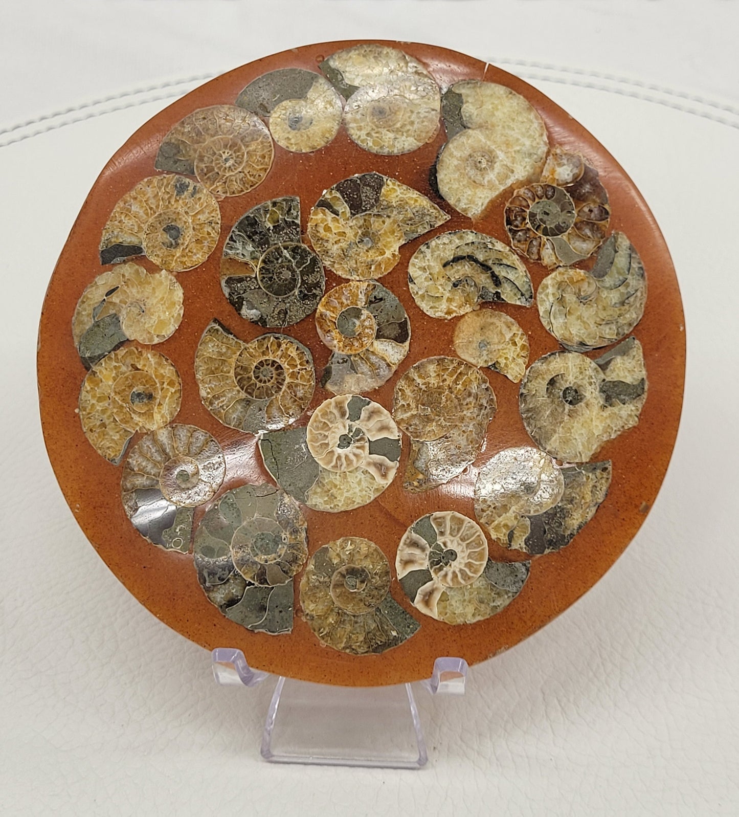 Ammonite plate