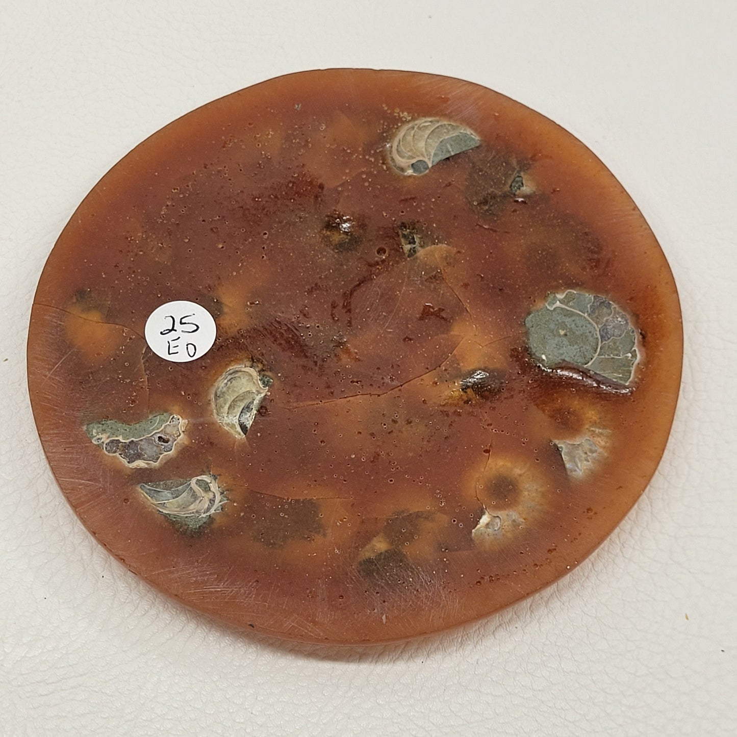 Ammonite plate