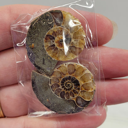 Ammonite split pairs