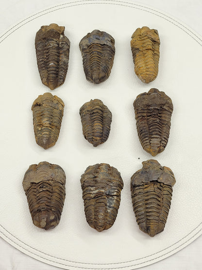 Trilobite fossil