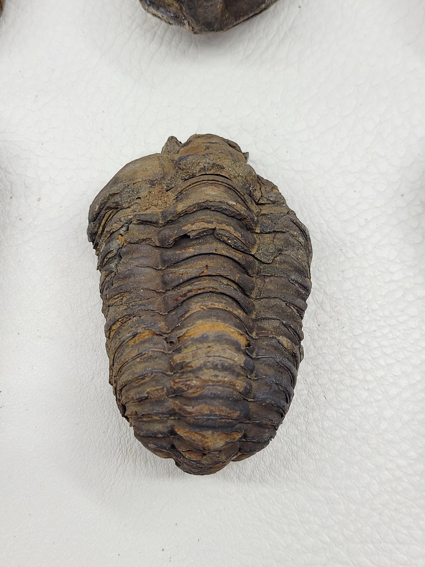 Trilobite fossil