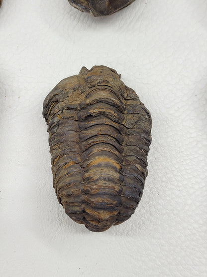 Trilobite fossil