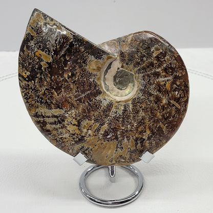 Ammonite fossil (medium/large)