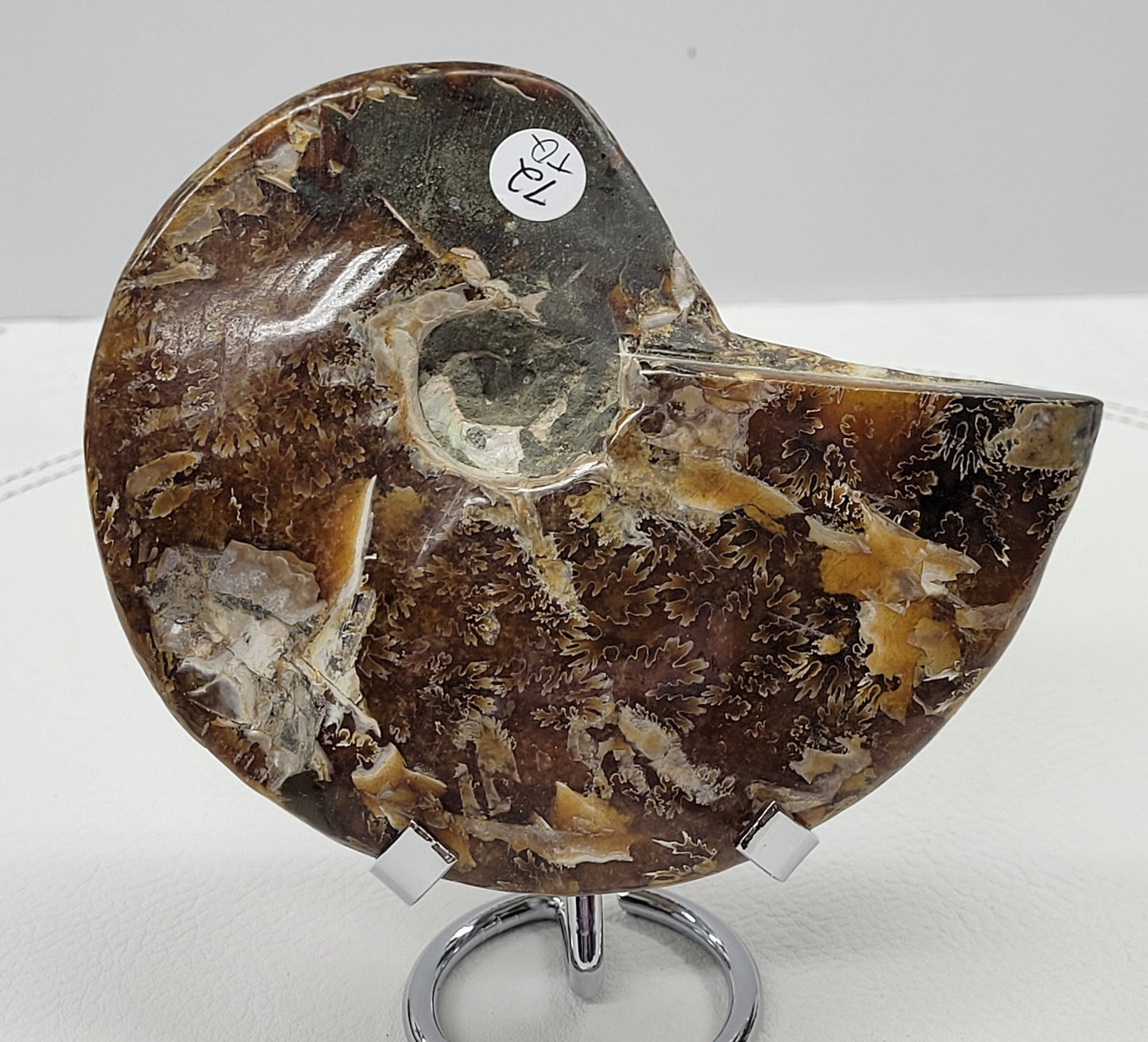 Ammonite fossil (medium/large)