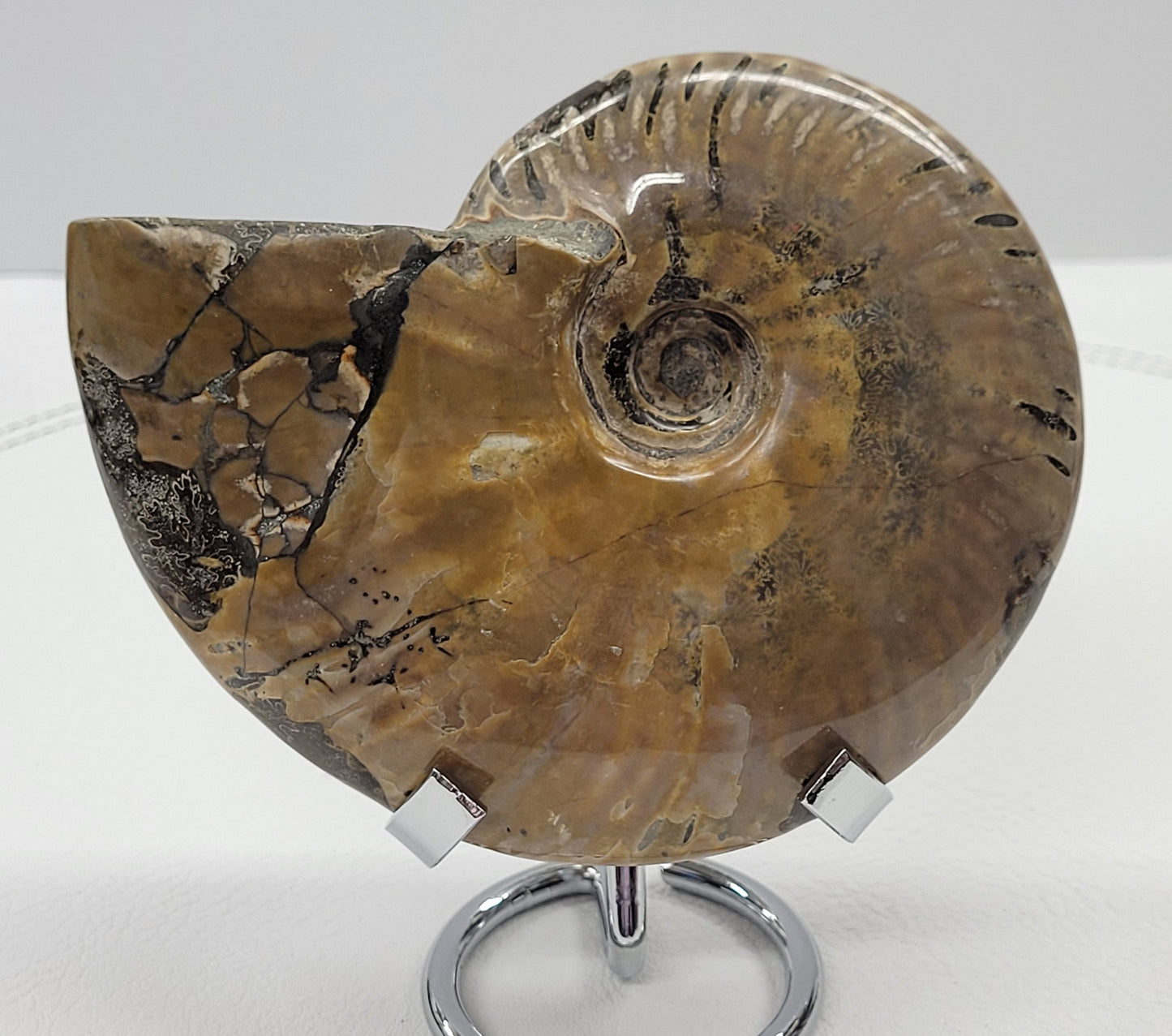 Ammonite fossil (medium/large)