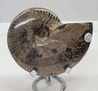 Ammonite fossil (medium/large)